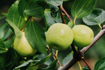 포동 포동한 대추 알