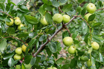 주렁 주렁 달린 대추
