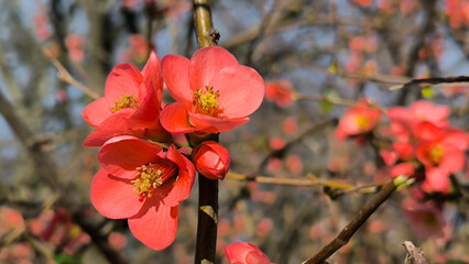 branch of Japanese quince bush in bloom