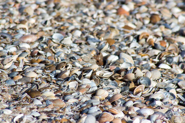 sea shells on the beach in the Netherlands, Renesse, Zeeland