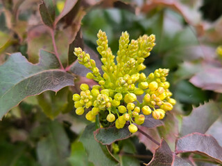 blooming mahonia bush in spring close up