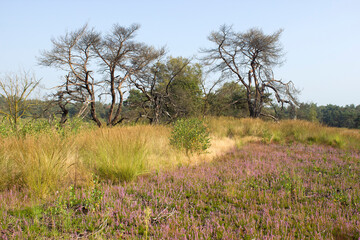 Heathland in National Park Maasduinen in the Netherlands