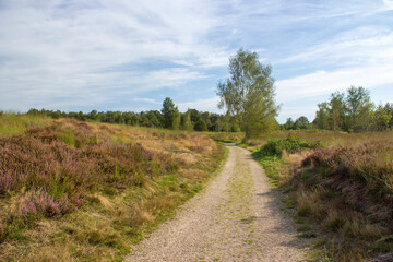 Heathland in National Park Maasduinen in the Netherlands