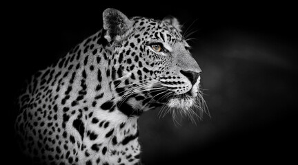 An elegant black and white shot of a majestic leopard in a dark setting 