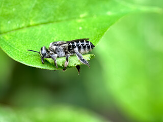 Close up of leaf cutting bees, The alfalfa bee (Megachile rotundata), macro shot of alfalfa bee that is cutting leaves