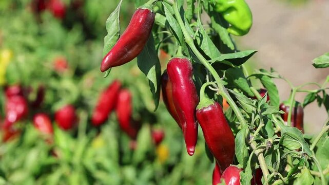 red hot chili peppers in the field