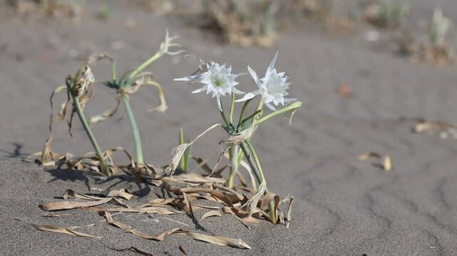 Sea daffodil (Pancratium maritimum) at turkish beach