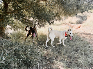 Young dogs in the forest walking.