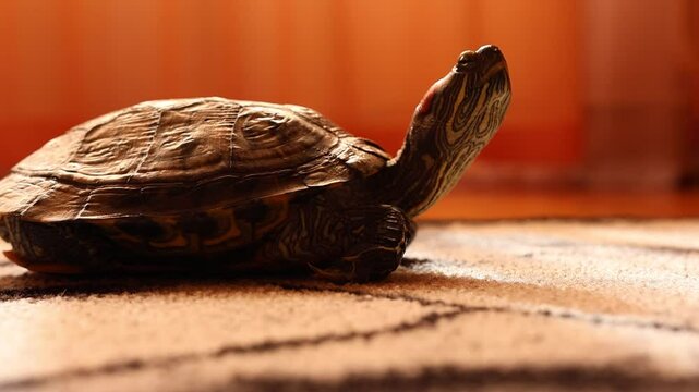 People care for and play with a pet red-eared turtle.