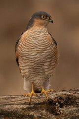Eurasian sparrowhawk