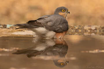 Eurasian sparrowhawk