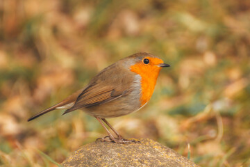 Robin