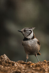 European crested tit