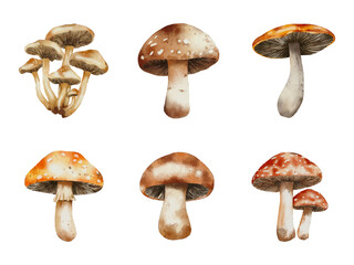 Set of vector watercolour mushrooms. Autumn botanical collection of different mushroom types. 