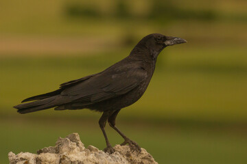 Crow