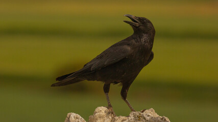 Crow