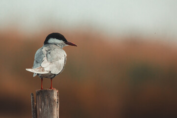 Black tern