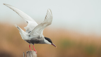 Black tern