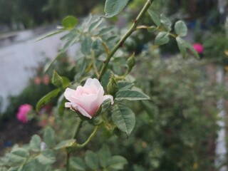 Close up rose pink color.