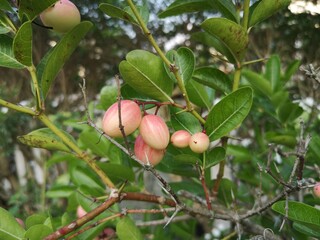 Carissa carandas L., Bengal-currant, Carandas-plum, Karanda, Pink fruits have a sour and astringent taste.