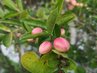 Carissa carandas L., Bengal-currant, Carandas-plum, Karanda, Pink fruits have a sour and astringent taste.