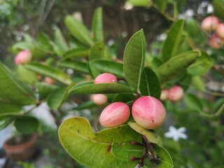 Carissa carandas L., Bengal-currant, Carandas-plum, Karanda, Pink fruits have a sour and astringent taste.