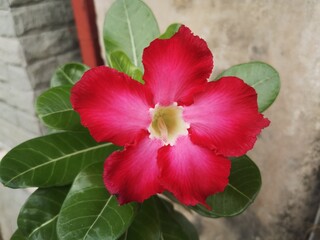 Naklejka premium Close up a Azalea flowers pink color flowers on the background.