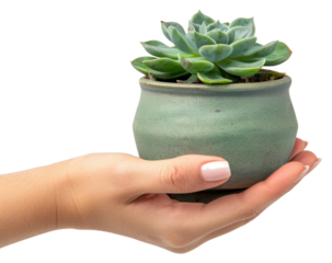 PNG Holding succulent pot cookware planter pottery.