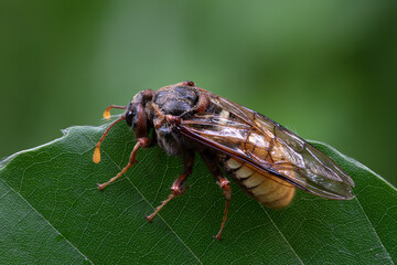 Gelbe Pappel-Keulhornblattwespe - Cimbex luteus