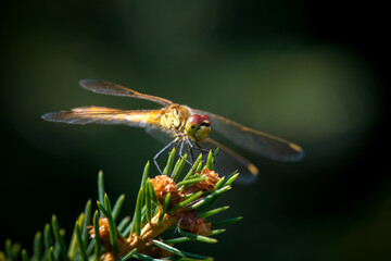 a dragonfly, sympetrum, perched on a spruce at a summer day