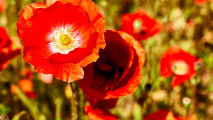 Tender medicinal scarlet red poppies on a green summer field