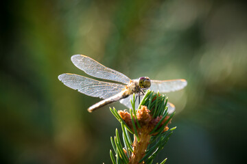 a dragonfly, sympetrum, perched on a spruce at a summer day