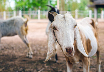 Cute little goats and funny in goats farm  close up. Portrait. headshot photo