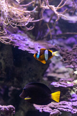 Clownfisch Nemo Dorie Segelflossendoktor