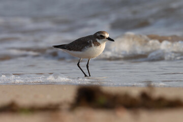 Plover standing on beach. Bird background.