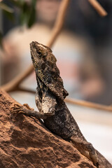 Kragenechse Chlamydosaurus