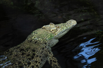 Echtes Krokodil