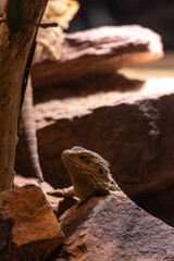 Bartagame Pogona
