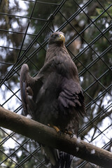 Seeadler Haliaeetus albicilla