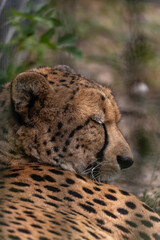 Gepard Acinonyx jubatus