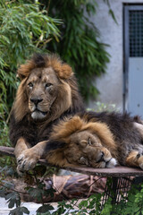 Löwe und Löwin Panthera leo
