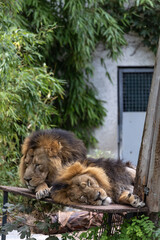 L&ouml;we und L&ouml;win Panthera leo