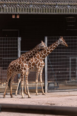 Giraffe