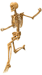 3D Rendering Human Skeleton on White