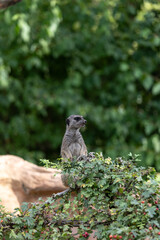 Erdmännchen Suricata suricatta