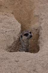 Erdm&auml;nnchen Suricata suricatta