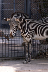 Zebra Hippotigris