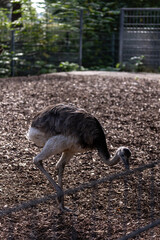 Nandus Rhea americana