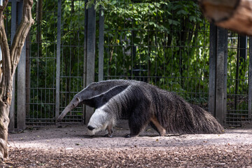 Ameisenbär Vermilingua
