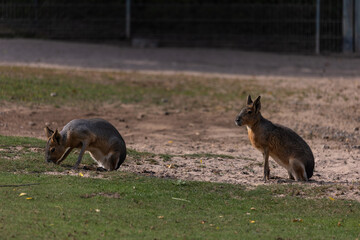 Pampashase Mara Dolichotinae
